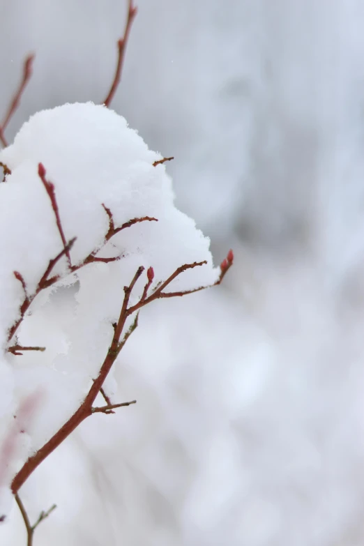 snow on the top of the nches with a blurry background