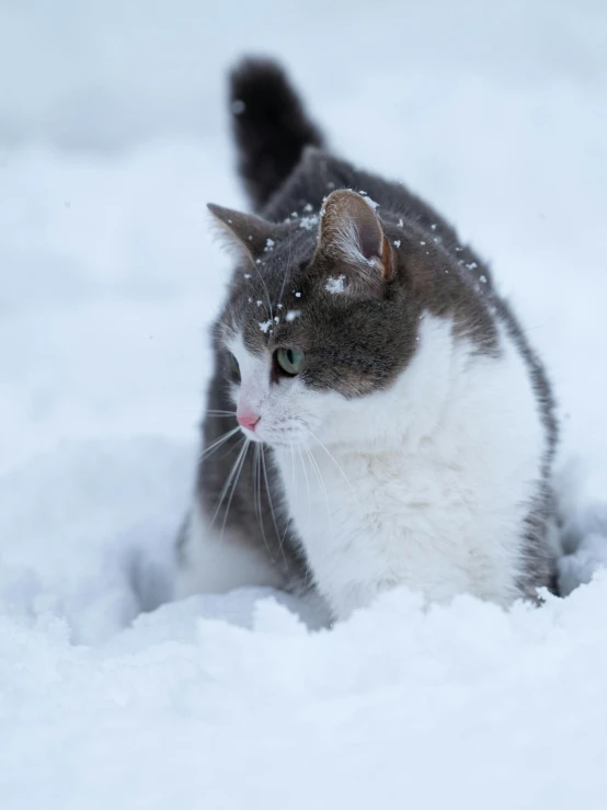 a cat walking across snow covered ground