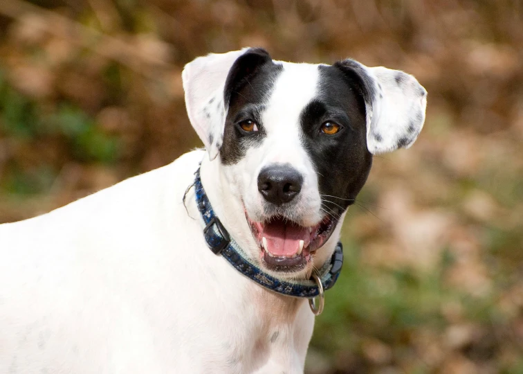 a white and black dog smiling with his mouth open