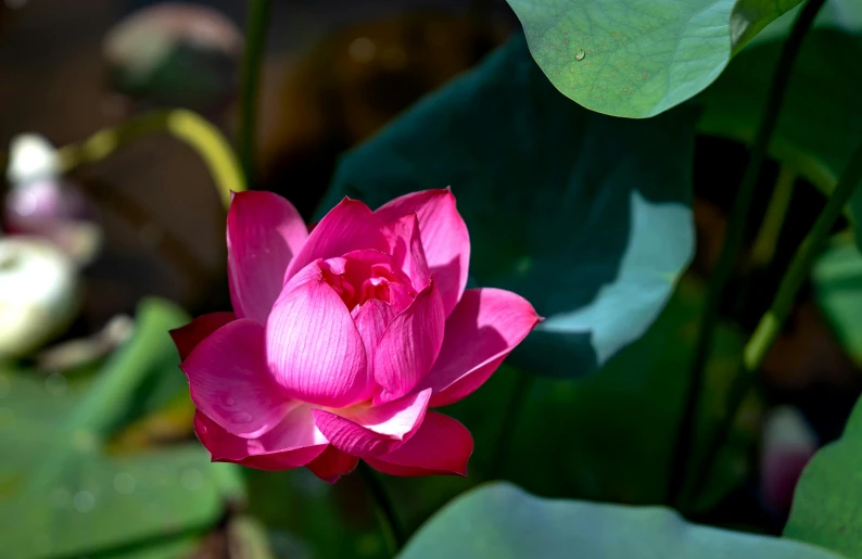 a single pink lotus flower surrounded by lush green leaves