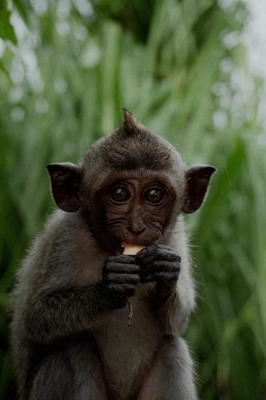 an image of a small monkey that is eating