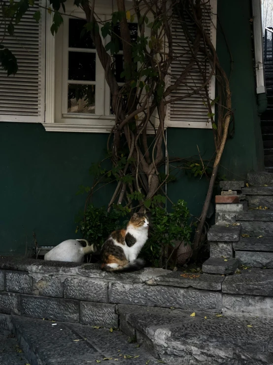 a cat sits in the shade under a tree