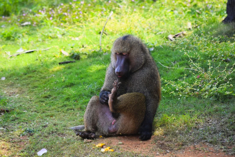 a baboon on the ground feeding a cub in his lap