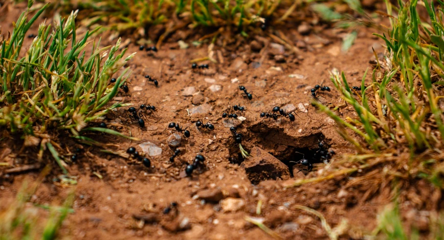 black ants on the ground in a patch of dirt