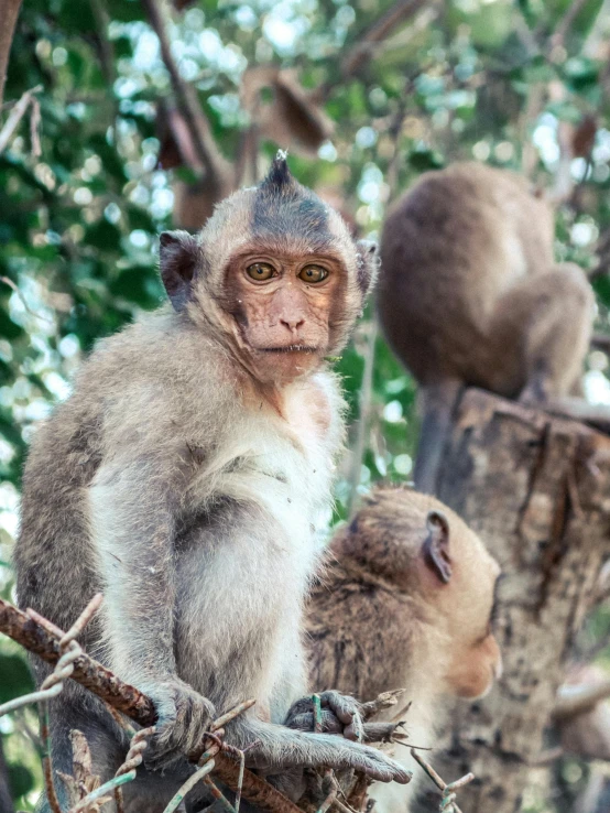 a group of monkeys sitting on top of a tree