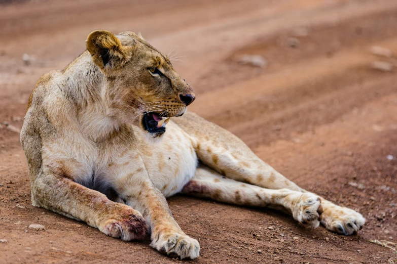 a lion rests on the ground while yawning