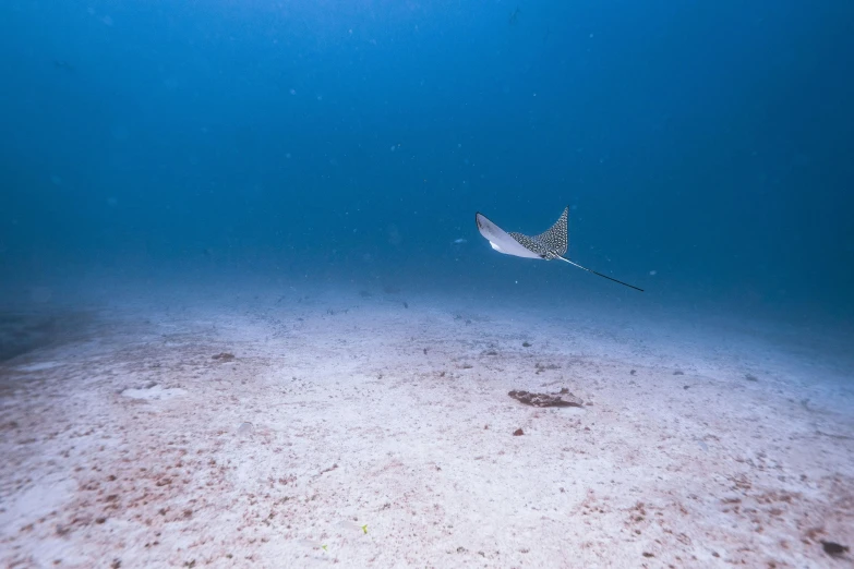a single sharkfish floats near an open area
