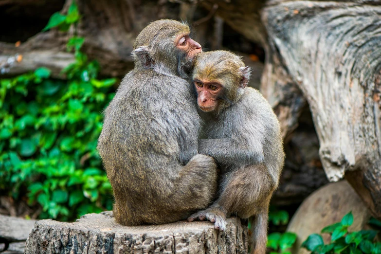 a mother and child monkey are sitting on some logs