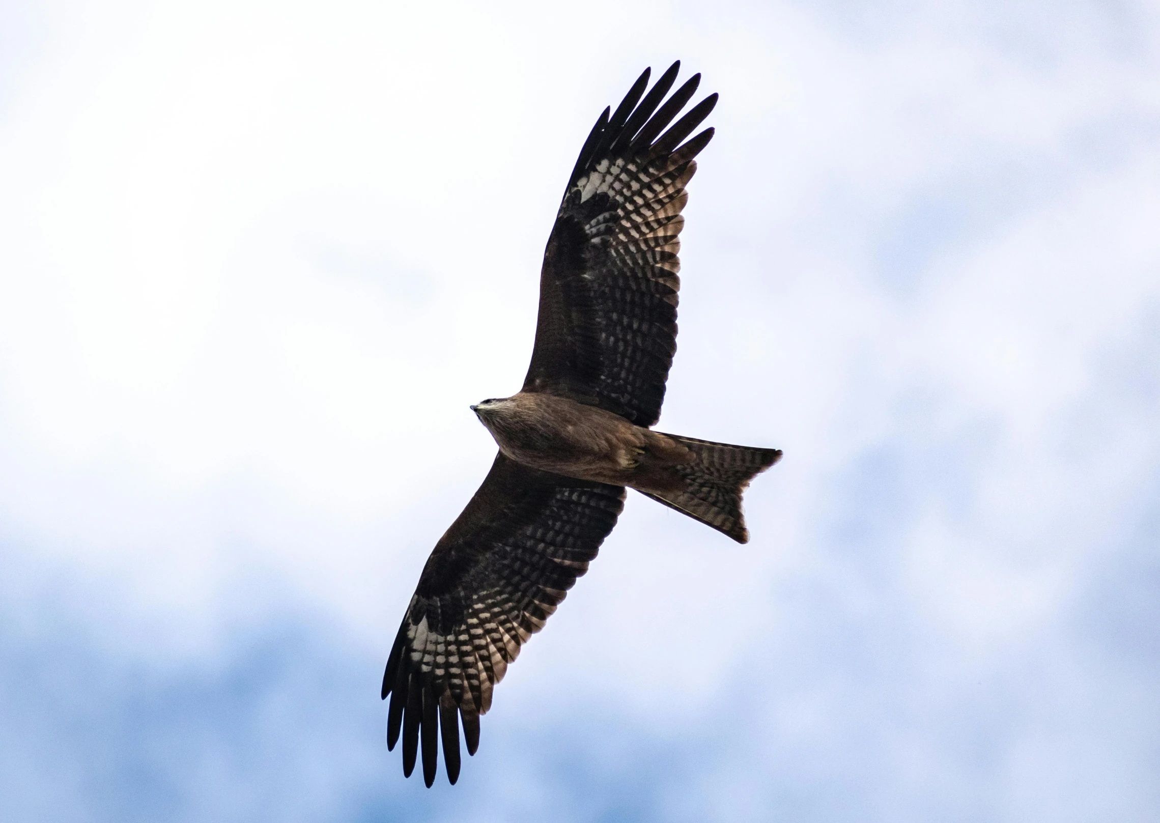 a large bird flying through the blue sky