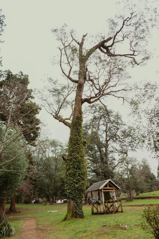 a tree covered in vines near a shed