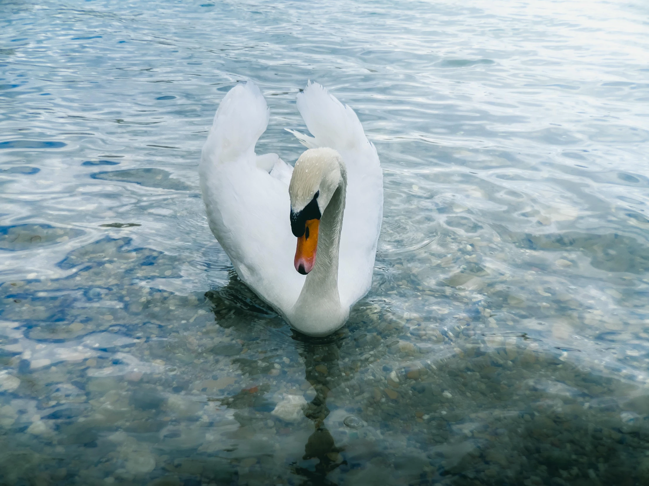there is a white swan that has it's head in the water