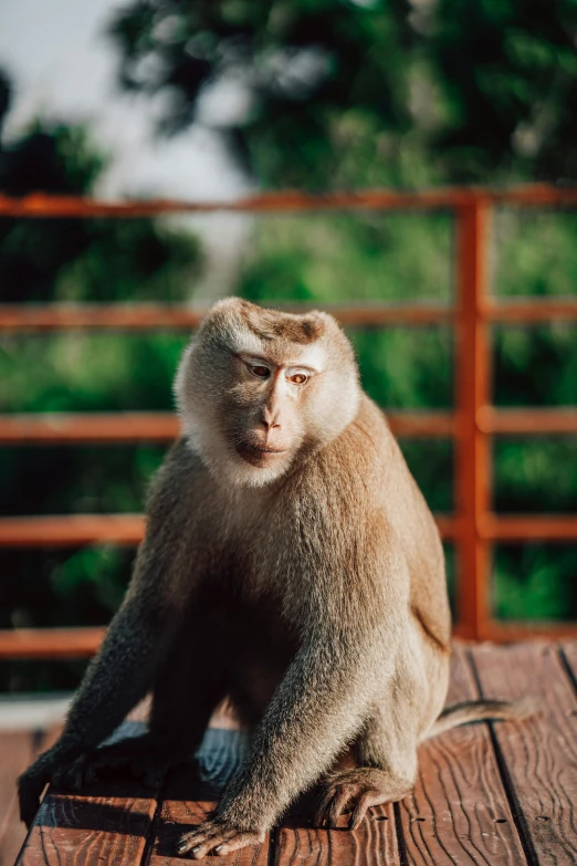 a monkey sits on a table next to a fence