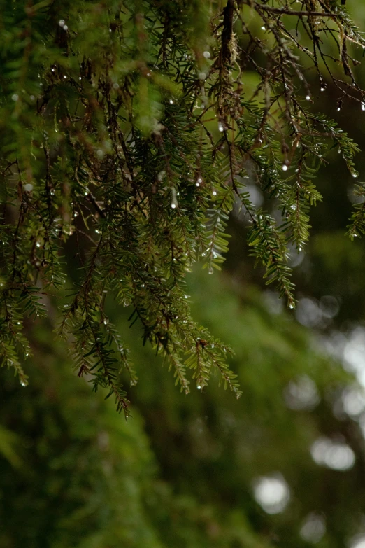 closeup of trees with water droplets during the day