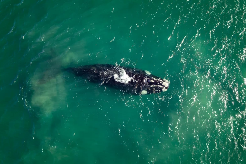 an animal floating on its back in the water