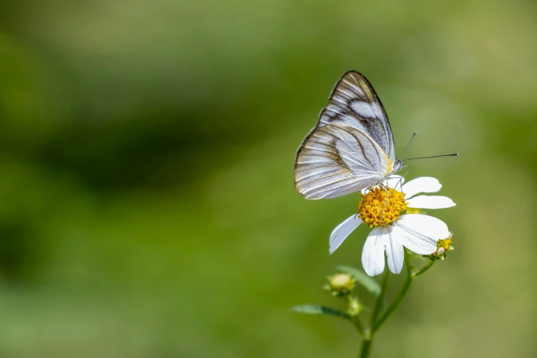 small white erfly resting on a flower