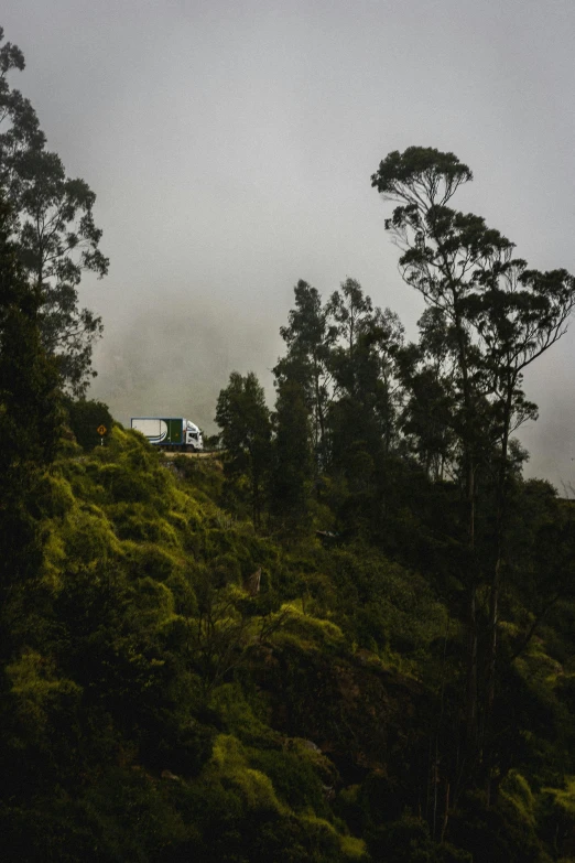 a picture of trees and an airplane in the sky