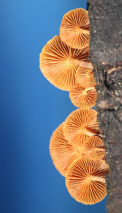 a group of orange mushrooms on top of rocks