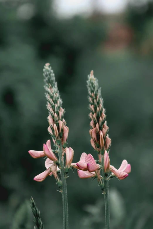 a closeup of three pink flowers with blurry background