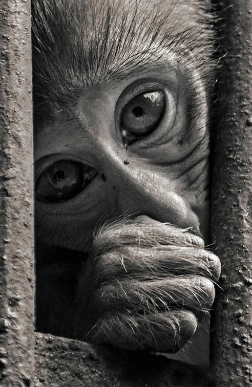 a monkey is looking out of the frame