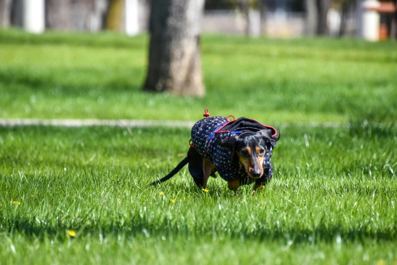 small dog walking through grass in park like setting