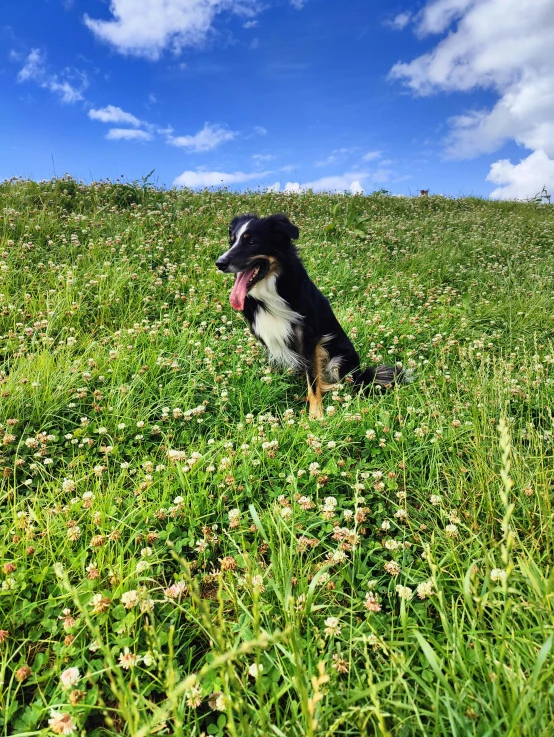 a black and white dog sitting in grass