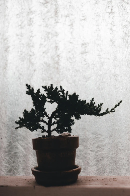 a plant in a clay pot on a ledge next to a window