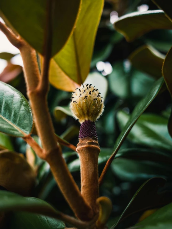 a flower in bloom growing on a tree