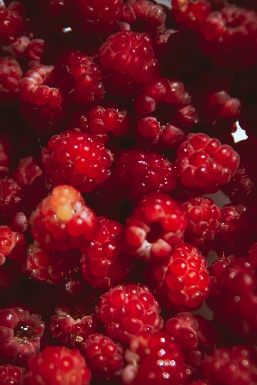 close up of berries on a clear day