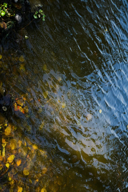 trees are reflected in the water next to green vegetation