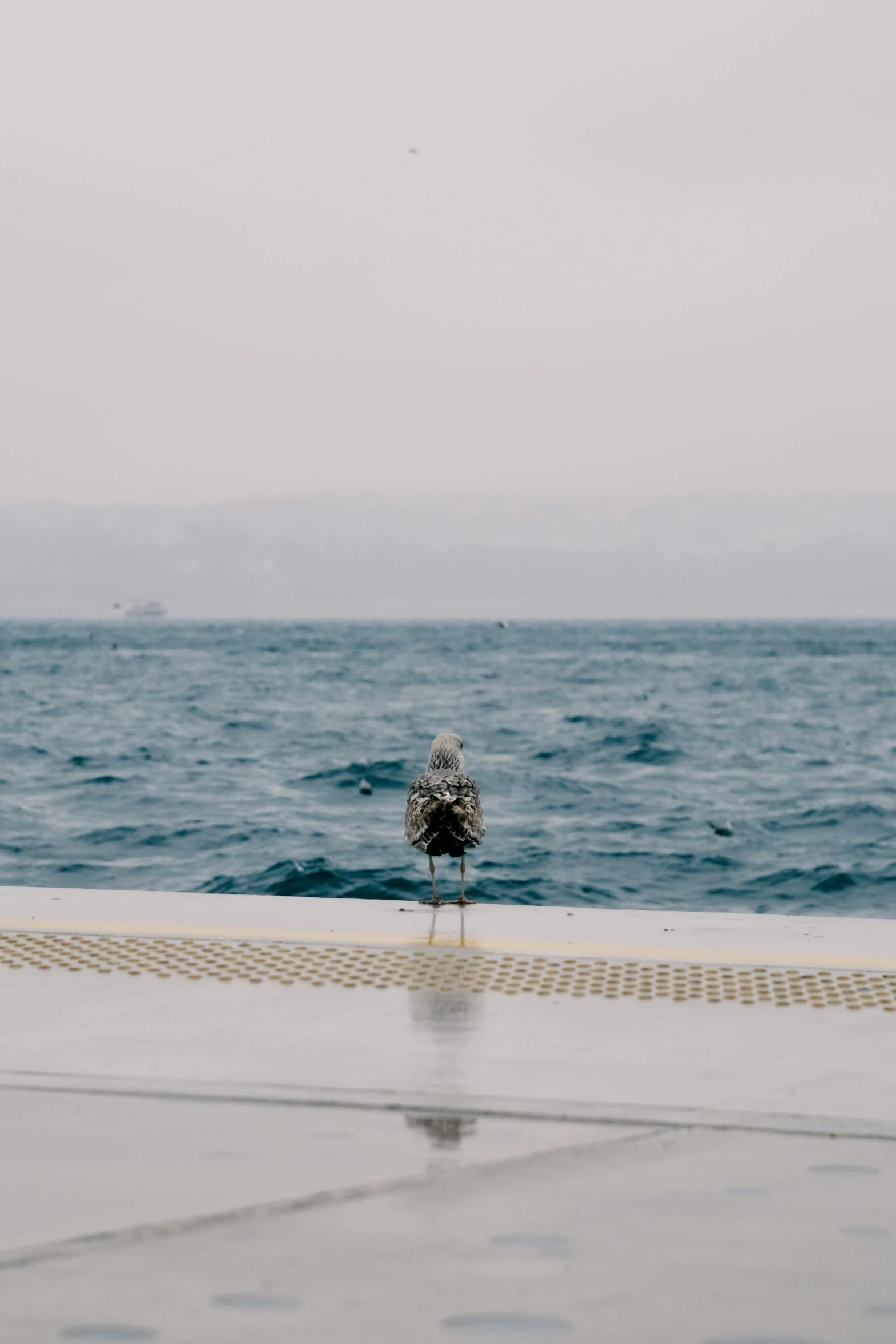 a bird standing on the cement near the water