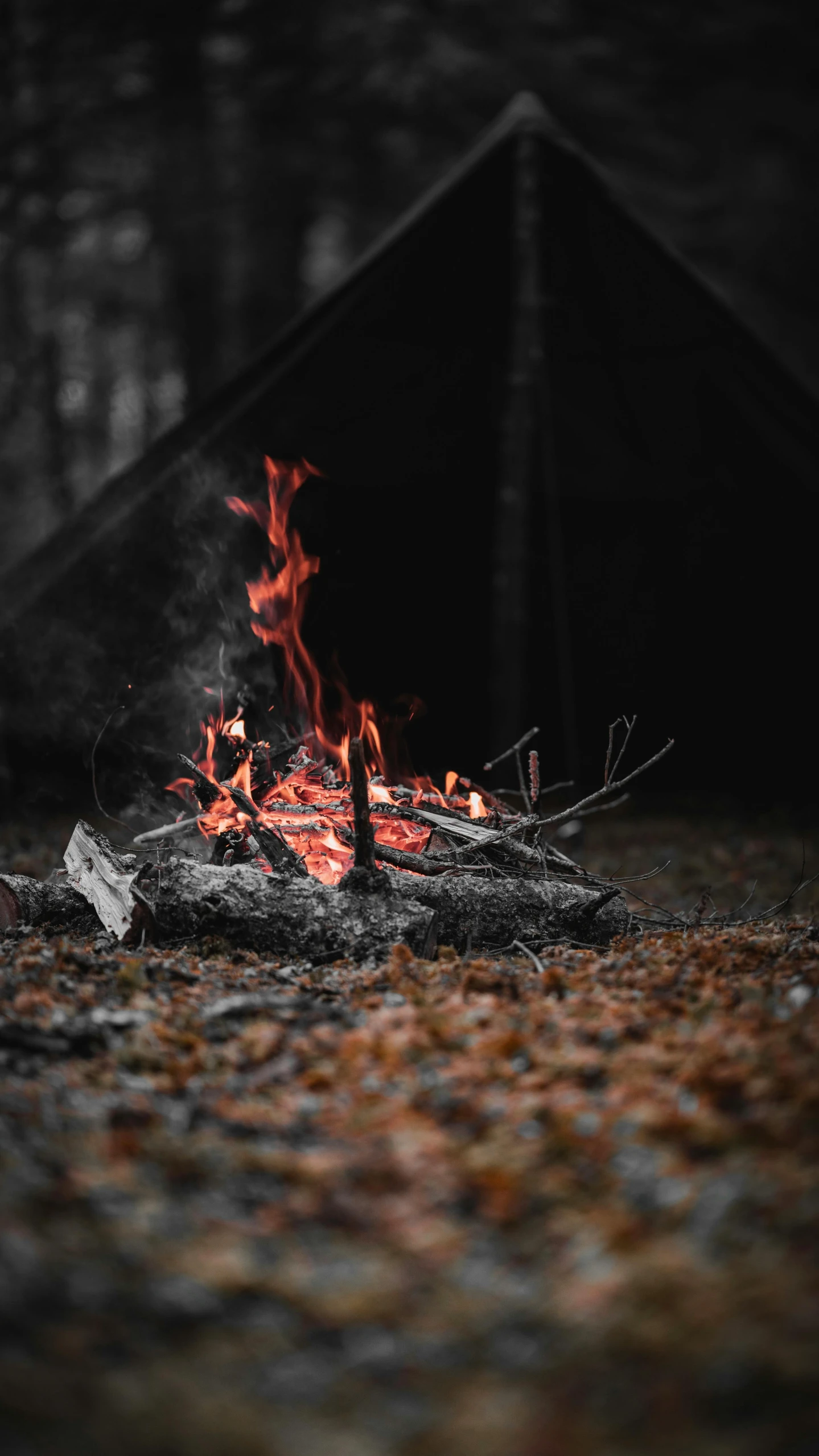 a forest area with leaves covered ground and a fire