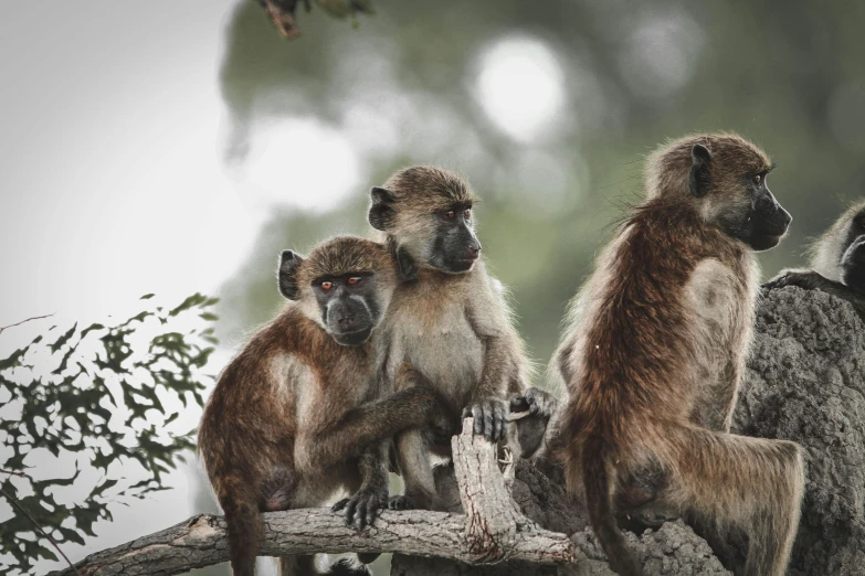 three brown monkeys standing on top of a tree nch