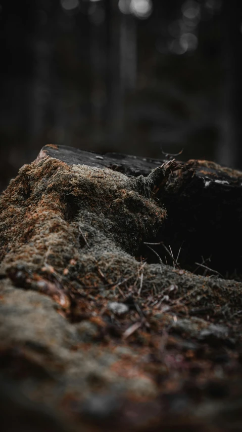 the end of the log is shown in the dark