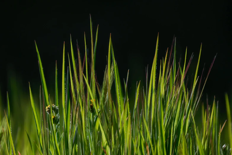 the grasses are long and green