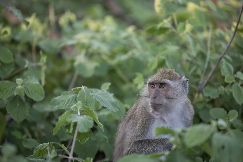 a small grey baboon is sitting on some leaves