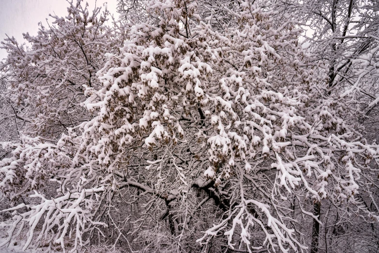 a snow covered tree is shown during the day