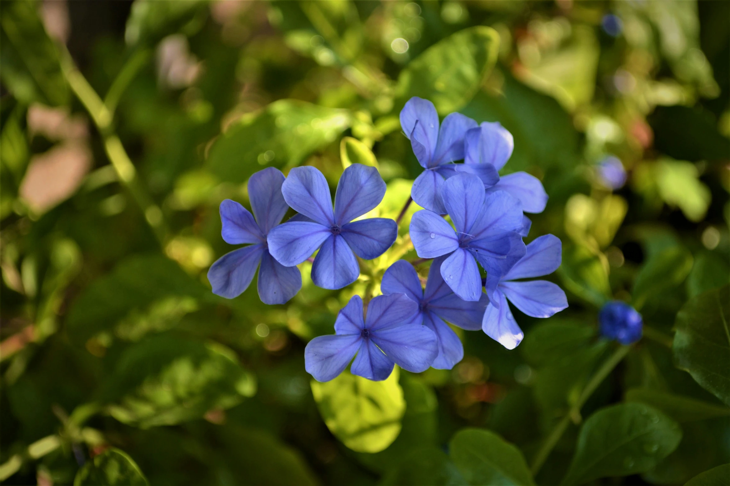 the blooming blue flower is very attractive