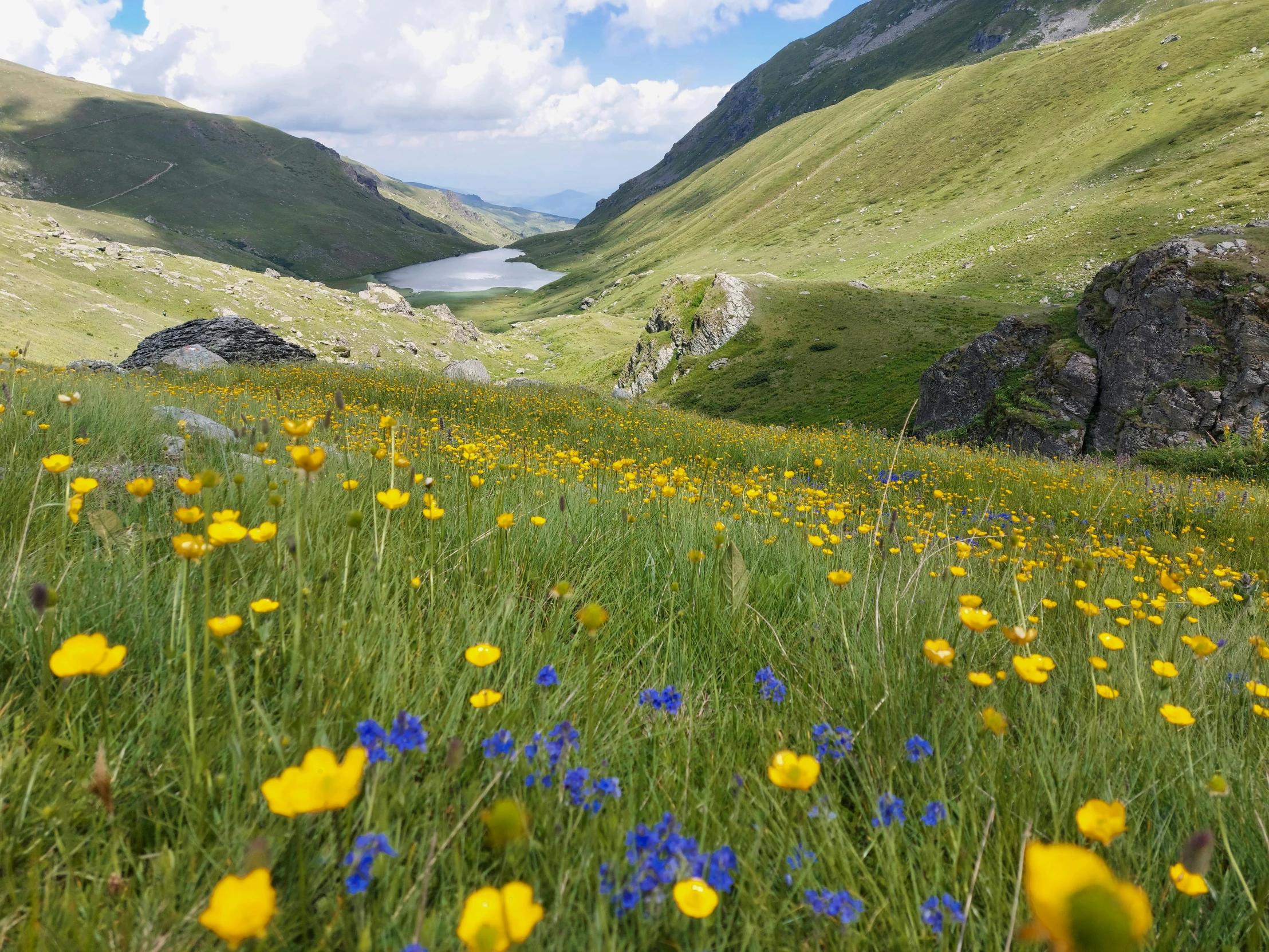 green mountain with lots of flowers growing in it