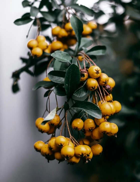 the plant with very young yellow fruits is in flower