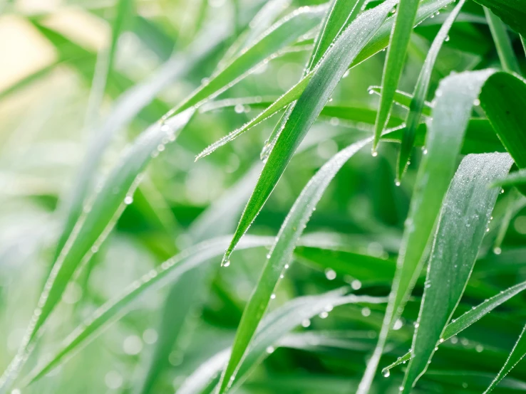 a view of grass, leaves and dews with focus on the blade of the plant