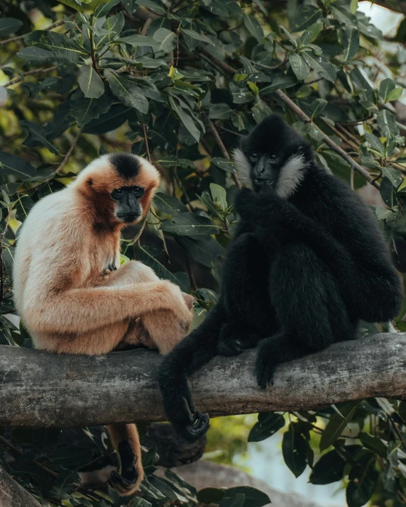 a brown monkey and black monkey are sitting on a tree nch