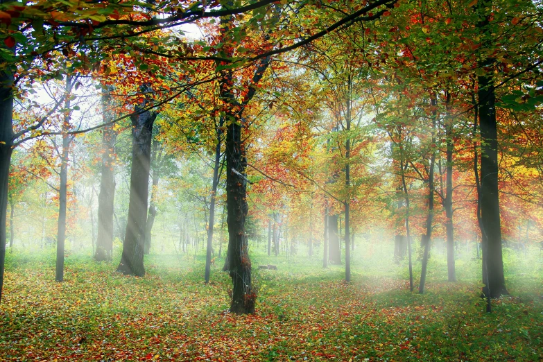 fog in the woods filled with lots of trees