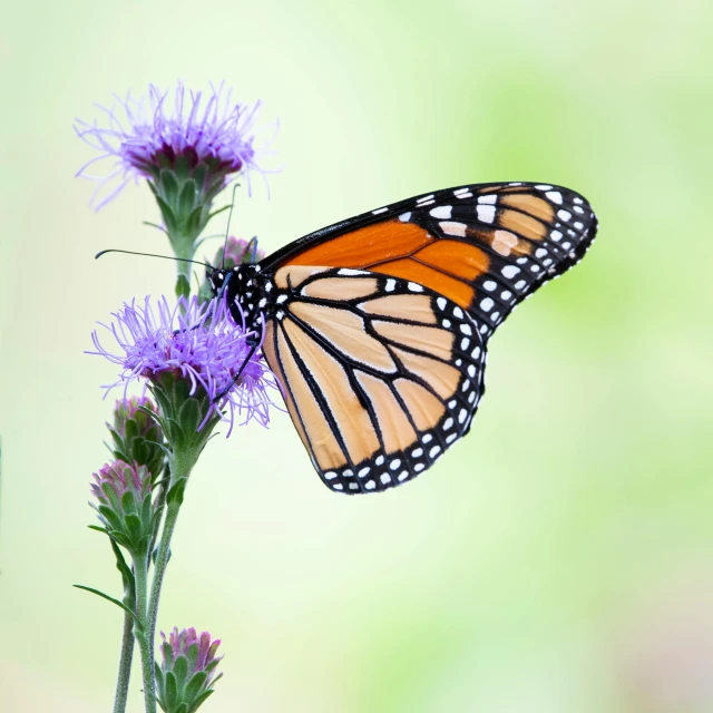 a monarch erfly that is resting on a purple flower