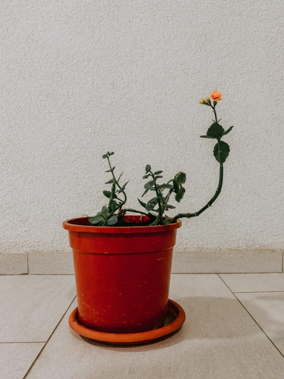 a potted plant is sitting outside on the tile floor