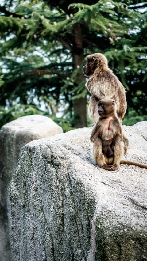 two monkey sitting on top of rocks near trees