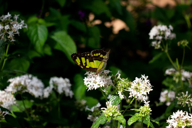 a large green erfly perched on white flowers