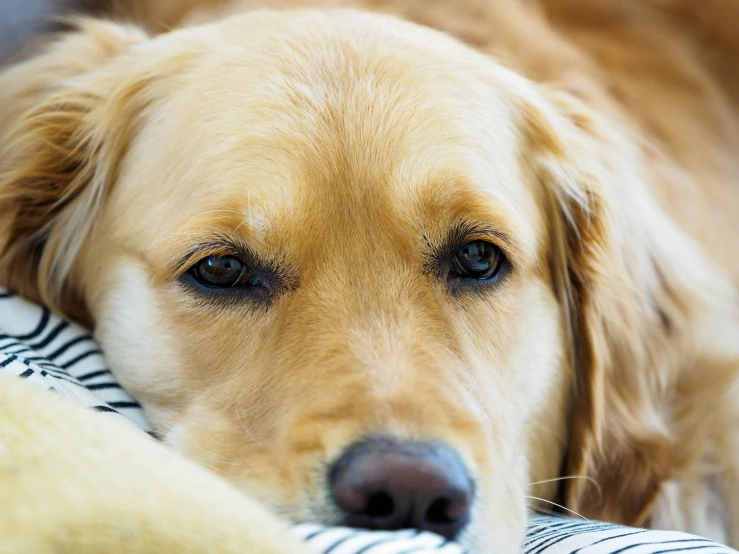 the dog has his head resting on the arm cushion