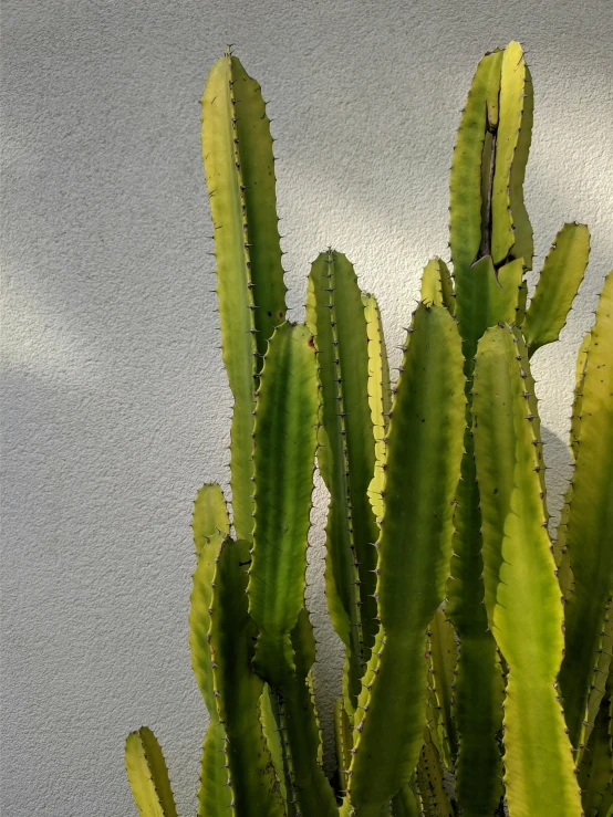 the large plant has yellow flowers in front of the gray wall