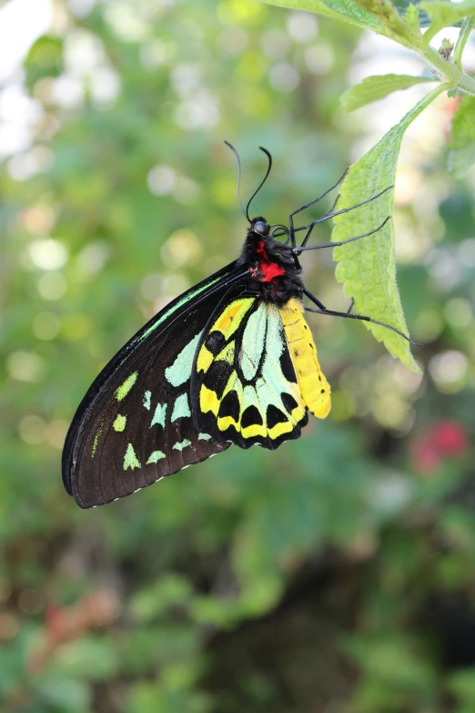 a yellow and black erfly resting on a leaf