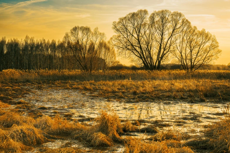 an orange and yellow sunset on a swamp